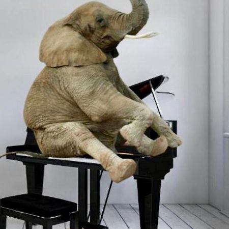 Elephant In My Room دوبروفينك المظهر الخارجي الصورة